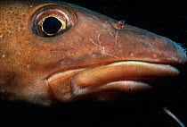 Atlantic Cod (Gadus morhua) close up of face, Stellwagon Bank, Massachusetts, New England, USA, North Atlantic Ocean.