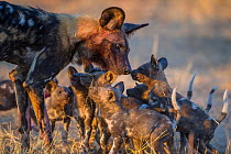 African wild dog  (Lycaon pictus) interacting with  pups age two months, okavango delta, Botswana
