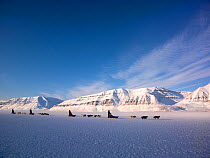 Dog-sledging through Arctic landscape, Sassenfjord, Svalbard, Norway, March 2013.