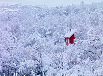 Red house surrounded by snow-covered trees in winter, Eastern Finnmark, Norway, November 2006. Photo non disponible actuellepment pour de l'édition, veuillez nous contacter si vous souhaitez l'utili...