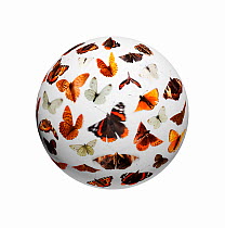 Composite of flying butterflies (Lepidoptera) on sphere.