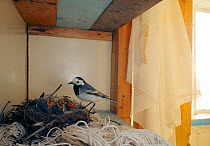 White wagtail (Motacilla alba alba) nesting in cupboard in house, Lofoten, Norway, June.