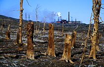 Dead, polluted Larch (Larix) forest, with power station behind, Norilsk, Russia.
