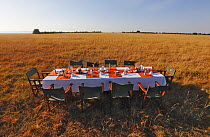 Table set up in plains, ready for tourists to arrive by air balloon, Masai Mara, Kenya, March 2013.