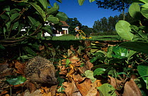Hedgehog (Erinaceus europaeus) in hedge with someone mowing lawn behind, Picardy, France.