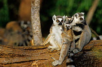 Ringer tailed lemur (Lemur catta) female with young, Berenty Reserve, Madagascar.