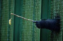 Western lowland gorilla (Gorilla gorilla gorilla) captive, using stick to get banana in behavioural experiment.  Non-ex