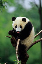 Giant panda (Ailuropoda melanoleuca) young one playing and sticking tongue out. Captive, Sichuan, China.