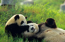 Giant panda (Ailuropoda melanoleuca) mother and young playing, captive, Sichuan, China. Non-ex
