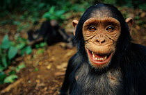 Chimpanzee (Pan troglodytes) close up portrait, Bakoumba sanctuary, Gabon. Non-ex