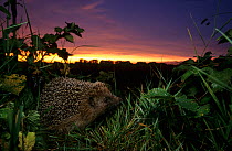 European hedgehog (Erinaceus europaeus) at dusk, Picardy, France. Non-ex