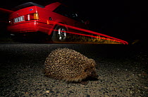 European hedgehog (Erinaceus europaeus) crossing road at dusk,   Picardy, France.