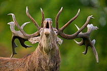 Red deer (Cervus elaphus) male calling during rut, Denmark. Non-ex