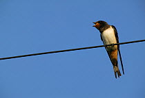 Barn swallow (Hirundo rustica) fledgling perched on wire, Picardy, France.