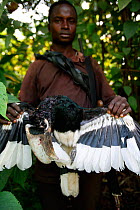 Bush meat hunter with White thighed hornbill (Bycanistes albotibialis) Cross River State, Nigeria.