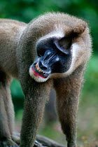 Drill (Mandrillus leucophaeus) adult male baring teeth, Pandillus Sanctuary, Nigeria.