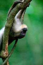 Drill (Mandrillus leucophaeus) young female hanging upside down in tree, Pandillus Sanctuary, Nigeria.