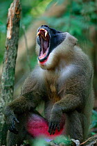 Drill (Mandrillus leucophaeus) adult male yawning, Pandillus Sanctuary, Nigeria.