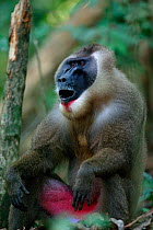Drill (Mandrillus leucophaeus) adult male yawning, Pandillus Sanctuary, Nigeria.