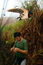 Barn swallows (Hirundo rustica) caught in net by researcher for ringing,  Ebakken, Nigeria.