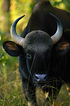 Indian gaur (Bos gaurus) portrait of female, Kanha National Park, India.  Non-ex