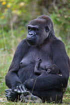Western lowland gorilla (Gorilla gorilla gorilla) female suckling baby, captive at Monkey Valley Zoo. Non-ex