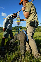 Researchers catching Komodo dragon (Varanus komodoensis) to measure and tag, Rinca Island, Komodo National Park, Indonesia. 2010