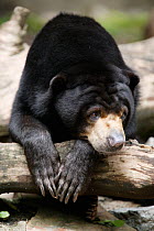 Asiatic black bear (Ursus thibetanus) resting, captive at Singapore Zoo. Non-ex
