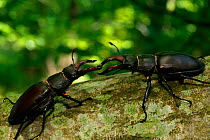Stag beetles (Lucanus cervus) males fighting, France.