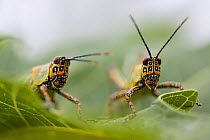 Harlequin grasshopper (Zonocerus variegatus) Democratic Republic of the Congo. Non-ex