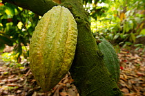 Cocoa plantation (Theobroma cacao) fruit in plantation, Cross River State, Nigeria.