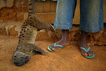 African palm civet (Nandinia binotata) sold as bush meat, Cross River State, Nigeria.