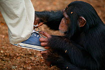 Chimpanzee (Pan troglodytes) orphan baby playing with keepers shoe, Pandrillus, Sanctuary, Nigeria.