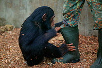 Chimpanzee (Pan troglodytes) orphan baby playing with keepers boot. Pandrillus, Sanctuary, Nigeria.