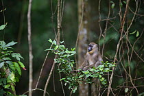 Drill (Mandrillus leucophaeus) young sitting in tree, Pandrillus Sanctuary, Nigeria.