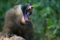 Adult male Drill (Mandrillus leucophaeus) yawning, Pandrillus Sanctuary, Nigeria.