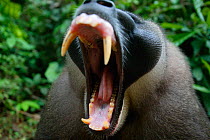 Adult male Drill (Mandrillus leucophaeus) yawning, mouth wide open showing canine teeth, Pandrillus Sanctuary, Nigeria. Non-ex