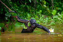 Bonobo (Pan paniscus) foraging in river, Lola Ya Bonobo Sanctuary, Democratic Republic of the Congo.  Non-ex