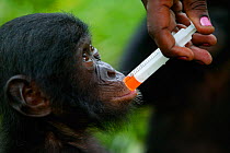 Surrogate mother administering medicine to orphan Bonobo (Pan paniscus) Lola Ya Bonobo, Democratic Republic of Congo. Non-ex
