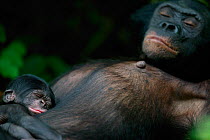 Bonobo (Pan paniscus) mother resting with her newborn baby, Lola Ya Bonobo Sanctuary, Republic of the Congo. Non-ex
