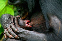 Bonobo (Pan paniscus) mother holding newborn baby, Lola Ya Bonobo Sanctuary. Democratic Republic of the Congo. Non-ex