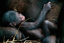 Bonobo (Pan paniscus) newborn baby sleeping next to mother, Lola Ya Bonobo Sanctuary, Democratic Republic of Congo. Non-ex