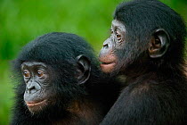 Bonobo (Pan paniscus) orphan babies, Lola Ya Bonobo Sanctuary, Democratic Republic of the Congo. Non-ex