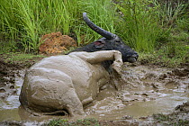 Water buffalo (Bubalus arnee) wallowing in mud bath, Rinca Island, Komodo National Park, Indonesia.