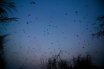 Barn swallows (Hirundo rustica) flock at the roosting site, Ebakken, Nigeria.