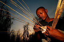 Hunter with limed stick for catching passerine  birds, Ebakken, Nigeria.