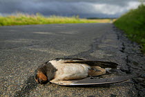 Barn swallow (Hirundo rustica) lying dead on road, death possibly caused by insecticide poisoning, Picardy, France.