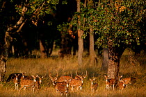 Chital deer (Axis axis) herd, with males in velvet with females  Bandhavgarh National Park, India.