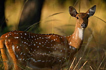 Chital deer (Axis axis) female portrait, Bandhavgarh National Park, India.