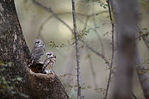 Forest owlets (Athene blewitti)  Ranthambor National Park, India.
